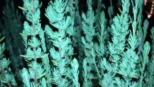 минников.перелетные птицы ночью смотреть онлайн