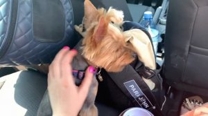 VLOG:Летим с собакой на море.