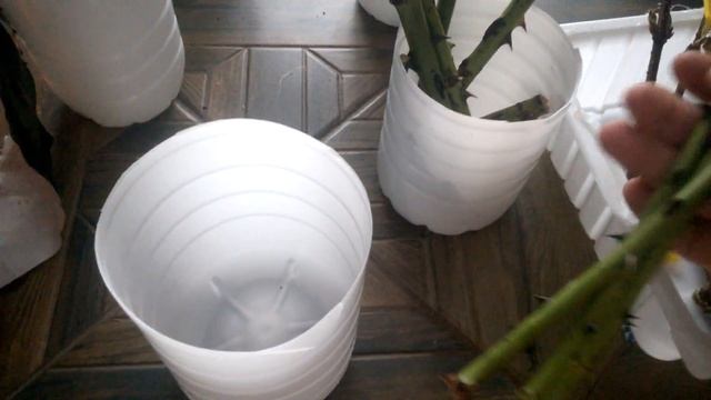 метод бурито. все высадила в грунт. розы и форзиция живы. смотреть онлайн