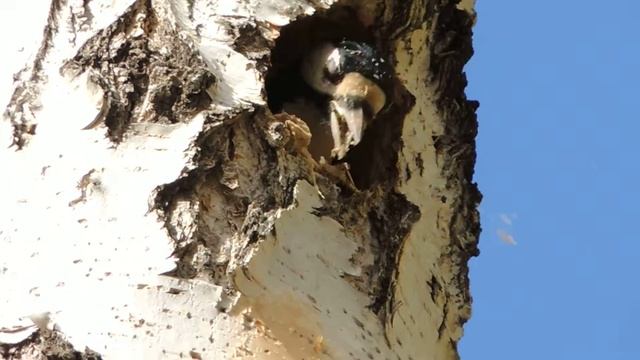 КОМБАЙН смотреть онлайн