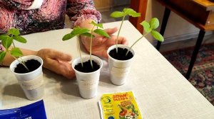 Рассада огурцов подводим итоги   ФитоСтарт, АминоСил, Эпин ЭКстра