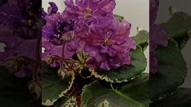 ВаТ Шоколадное Настроение Т Валькова 2019 г 2 смотреть онлайн