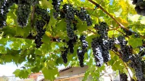 Виноград для вина.