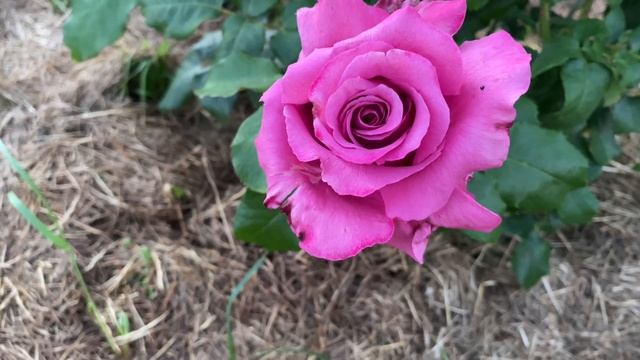 Перший сезон надзвичайно запашної та гарної красуні троянди Клод Брасе (Claude Brasseur) смотреть онлайн