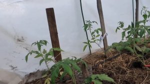 Капельный полив в теплице из бочки