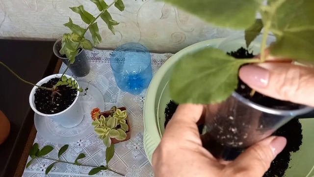 Тепличка из пластиковой бутылки для укоренения лантаны, барлерии, пересадка цветов. смотреть онлайн