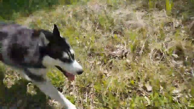 Давай сестра, догоняй !🐺🐺🌲🌳#huskyIdel#хаски смотреть онлайн