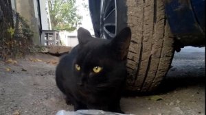 Тамара Миансарова - Черный кот(Жил да был чёрный кот за углом)