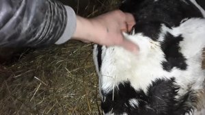 Как поставить укол телёнку ( подкожно )