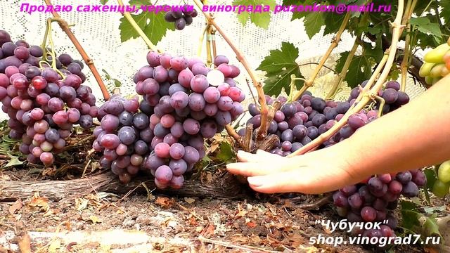 Виноград ЗАРЯ НЕСВЕТАЯ - бархатный мускат во вкусе, ранний срок созревания, крупные ягоды и грозди.