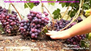 Виноград ЗАРЯ НЕСВЕТАЯ - бархатный мускат во вкусе, ранний срок созревания, крупные ягоды и грозди.