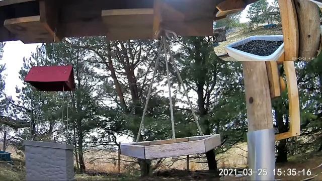 2021 Mar 24 Livestream bird feeding station. Ripley, Ontario Canada by AtHomeFriendlyTecGuy смотреть онлайн