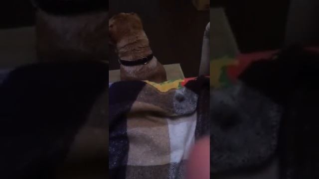 Как научить собаку лаять смотреть онлайн