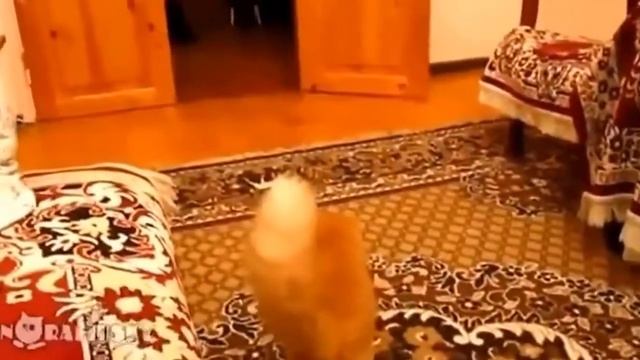 Кот играет в игру и боится смотреть онлайн