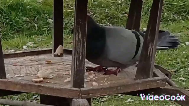 одамни йиман диди булар смотреть онлайн