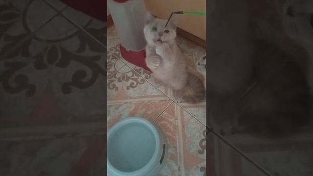 Британские котята лиловые смотреть онлайн