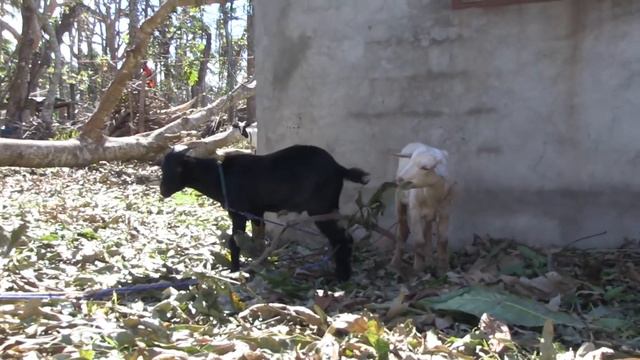 Disaster Response update from Vanuatu смотреть онлайн
