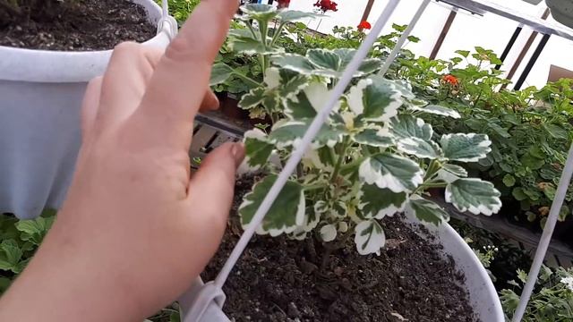 Плектрантусы в моей коллекции ? любимые!