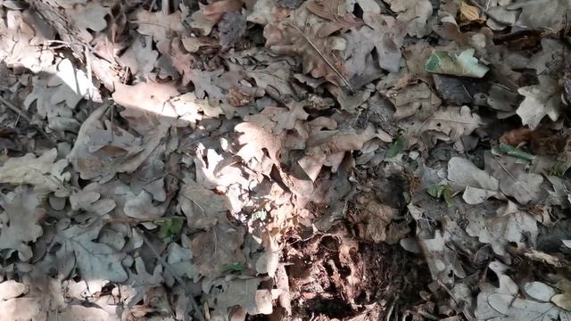 Сбор полубелых грибов и подосиновиков летом. смотреть онлайн