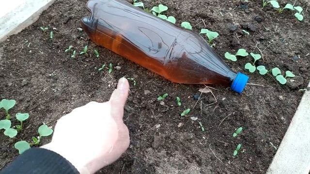 Первые всходы в теплице. Высадила рассаду капусты. смотреть онлайн