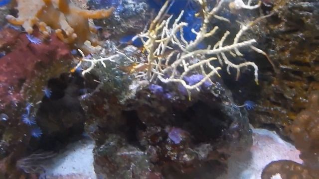 Риф как единый организм. смотреть онлайн