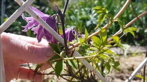 Дождались! Клематисы цветут! Княжики. 1 группа.