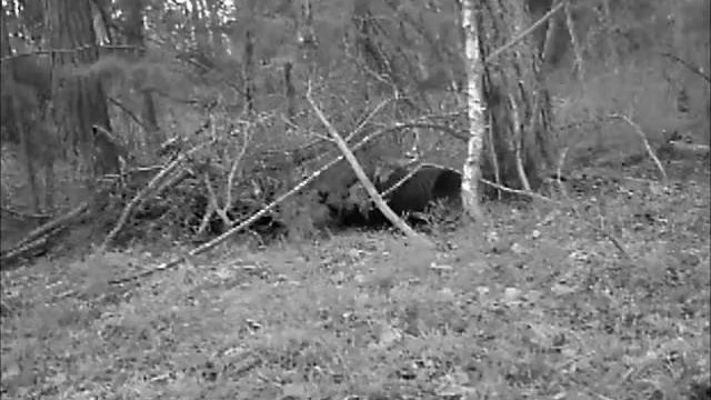 13.04.29. Куница очень довольна сложившимися обстоятельствами смотреть онлайн