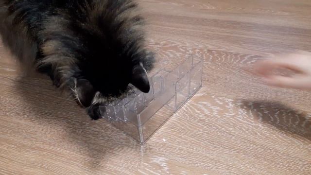 Тренируем кота на внимательность) смотреть онлайн