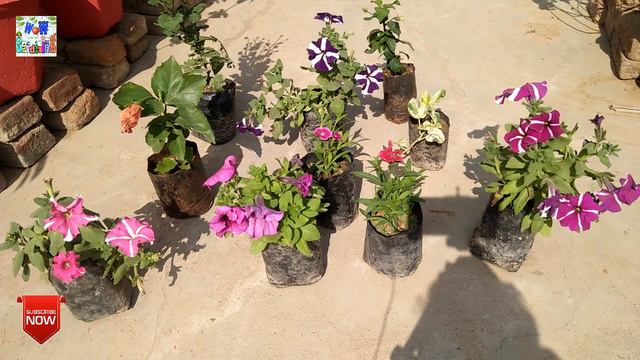My winter plants purchase from nursery||wow gardening смотреть онлайн