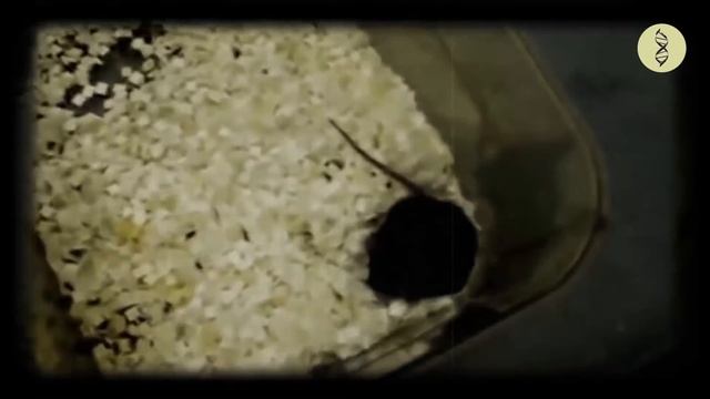 Ограничение калорийности и процесс старения. В чём связь? смотреть онлайн