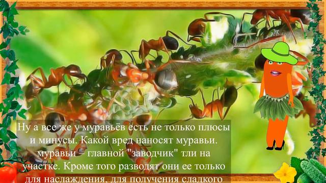ЧЕМ ПОЛЕЗНЫ МУРАВЬИ? смотреть онлайн
