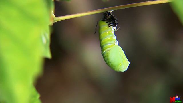 Life Cycle of a Butterfly | Life Of A Butterfly | 4 Stages of Butterfly Life Cycle | Metamorphosis смотреть онлайн
