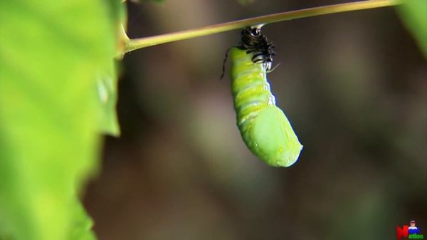 Life Cycle of a Butterfly | Life Of A Butterfly | 4 Stages of Butterfly Life Cycle | Metamorphosis