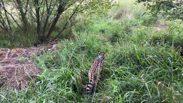 ПЕРВАЯ ПРОГУЛКА СЕРВАЛА ПО ПОЛЯМ / Лиса радуется встрече с Микки смотреть онлайн