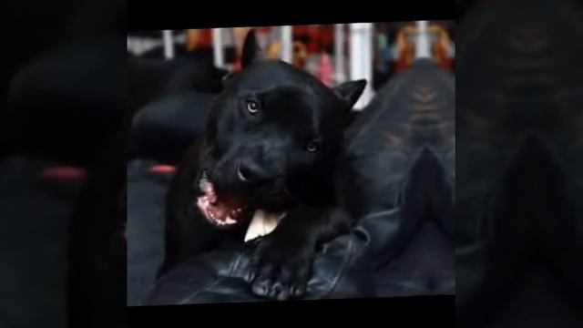 чёрный питбуль #Shorts смотреть онлайн