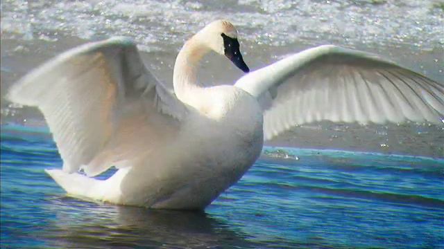 Лебединая верность Е,Мартынов (Swan Fidelity E Martynov