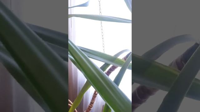 Способ закрепить высокие комнатные растения. Юкка. A way to fasten tall indoor plants. Yucca. смотреть онлайн