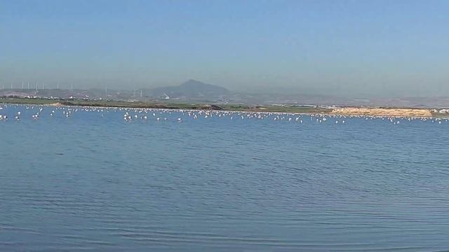 flamingo sa salt lake larnaca cyprus смотреть онлайн