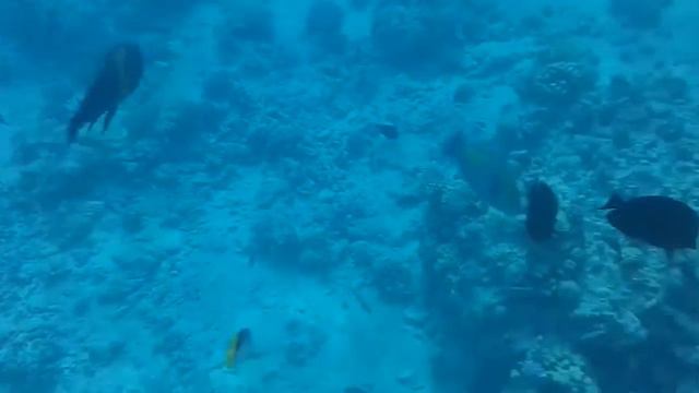 рыбы красного моря смотреть онлайн