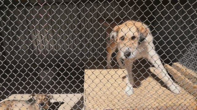 Экскурсия по приюту для бездомных животных "Я живой", апрель 2021 года смотреть онлайн