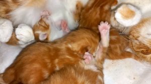 новорожденные котята: что делать, когда голодных котят много, а мама одна!