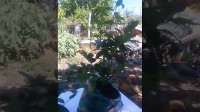 Конец эксперимента с био-гумусом для голубики смотреть онлайн