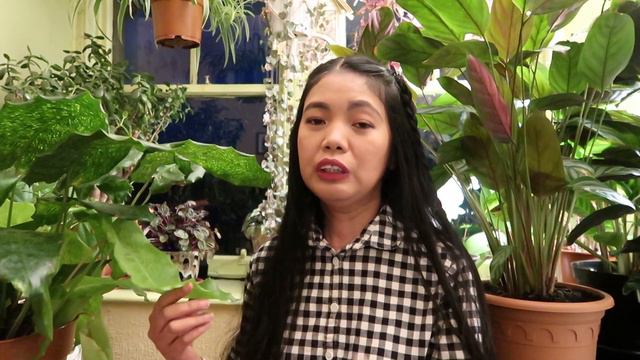 CALATHEA MUSAICA PLANT DIARY + CARE TIPS | Myra Murison смотреть онлайн