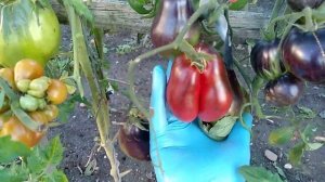 Сорт томата- Сержант Пеппер бронзовый?