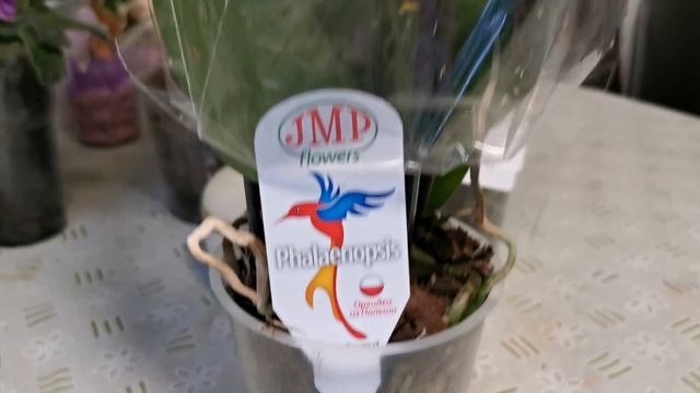 Орхидеи-подарок для подруги! Распустился шикарный Грин Ворлд. Обзор новинок смотреть онлайн