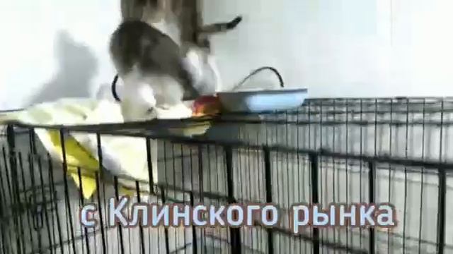 Васькино счастье смотреть онлайн