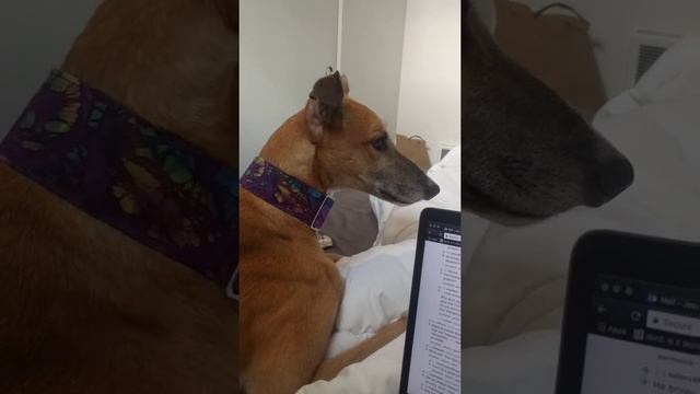 Doggo смотреть онлайн