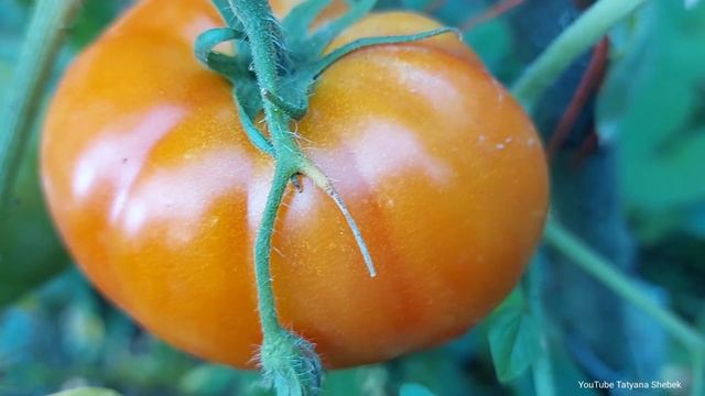 Внутри помидора появилась гниль!!! Откуда? смотреть онлайн