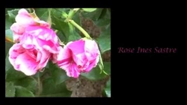 video ines sastre смотреть онлайн