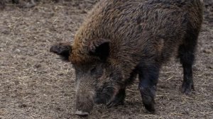 Звук, крик, голос дикого кабана | Sound wild boar, voice wild boar, cry wild boar